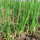 Beishu Four Seasons Chive Seeds Green Onion Seedlings Home Planting Potted Vegetable Seeds Four Seasons Chive Seeds 1000 capsules