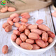 Jingxiansheng Shandong Specialty Big Peanut Rice 2025 New Peanut Rice Large Grain Raw Peanut Rice 2Jin Jin is equal to 0.5 kg Export-grade fresh vegetables