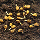 Changbai Mountain ginseng seed planting potted Korean ginseng, wild ginseng, American ginseng, and ginseng seedlings, potted red ginseng seeds 1g 30 germination seeds