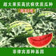 Chunzhiyun Sweet King Watermelon Seed Extra Large Sweet King No. 0 Four Seasons Fruit Seeds Thin-skinned Uncracked Melon Red Heart Sweet Original 2,000 Tablets Sweet King No. 0 200 Tablets