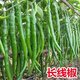 Authentic Zhangshugang pepper seedlings with soil seedlings local nearby various vegetable seedlings Hong Kong pepper devil pepper screw pepper Zhangshugang 1 tree shipped with soil