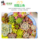 Modified Hualeduo succulent soil special granular soil 70% succulent nutrient soil paving stone seedlings into old piles general type 5Jin Jin equals 0.5 kg
