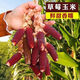 Strawberry Fruit Sweet Corn Seeds Can Be Eaten Raw Ornamental Mini Collection Four Seasons Wenwan Pineapple Corn. Purple Red Strawberry Corn Seeds Original Two Packs ++ Product
