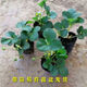 Strawberry seedlings shipped from original soil, blooming and big fruit, cream strawberry seedlings for four seasons, wholesale fruit plug seedlings for the current year, 12 red strawberries, shipped from original soil + fertilizer