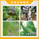 Sumitomo Japan Sumitomo Sokling Pythium Lili Grape Tomato Tomato Botrytis Botrytis Sclerotinia Pesticide Fungicide 100g