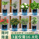 Green intentional green plant potted succulent flowers potted plants indoor desktop hydroponic green plants office living room plants lazy people Jucai 3 pots Asparagus + Lucky Bamboo + Money Tree