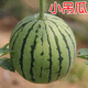 Authentic Diaogua Xiaoqilin Watermelon Seeds 8424 Four Seasons High Yield Early Maturity Gift Green Skin Red Flesh Super Sweet Xiaodiao Watermelon 100 capsules for field use