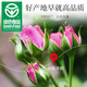 Gongyuan Gongyuan Rose Tee 110G [grünes Essen] Speziales Pingyin Doppelblatt Rose Health Tee