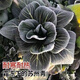 Black big-headed short-footed Suzhou green fresh green stem vegetables and leafy vegetables, soft and glutinous sweet cabbage, sowing vegetables all year round. Selected black big-headed Suzhou green seeds 6000 capsules