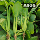 Fengming Yashi Miao vegetable seeds 10g four-season vegetable seeds balcony potted field planting farm seeds