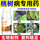 Gengfengwang peach tree gum disease special medicine peach tree gum disease one spray to clear peach tree scab disease perforation canker peach tree gum disease medicine 100ml (can be mixed with 200 Jin Jin equal to 0.5 kg of water)