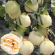 Nongzi Yu Naixiang No. 2 melon seeds honeydew melon field seeds Snow Naixiang No. 1 melon seeds 400 capsules x 2 bags