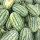 Beishu Lazy Man Watermelon Seed Seedlings Giant Extra Large Super Sweet Fruit Seed Lazy Man Watermelon Seeds About 50