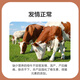 East China Zhengda 4% cow and ewe premix anti-paralysis special cow and sheep breeding feed to increase milk production Special ewe feed 10 get 1 free (11 bags issued)