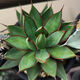 
Agave Taki Lei Succulent potted plants indoor and outdoor office garden flowers landscape green plants sandy plants Taki Lei Lei Agave 10-12
