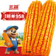 Beishu official authentic corn seeds produce tall and short big sticks, drought and lodging resistance, Zhengdan 958 national approved feed, Sichuan hybrid, Beishu selected Zhengdan 958 corn seeds, a total of 4Jin, Jin is equal to 0.5kg (1 mu of land)