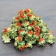文枝西藏藏红花红花果泡水红花茶红花头茶整朵500克(一斤) 西藏红花果500克特价