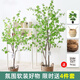 Flower e flow simulation hanging bell tree horse drunken wood plant clothing store bionic fake green plant decoration potted indoor living room floor-standing ornaments 1.8m multi-pole + seagrass basket