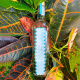 Derrumbes [original bottle imported] Mexican Mezcal tequila foreign wine base wine Deerrumbetosi Tequila 750mL 1 bottle