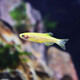 Kach Fish, pez cebra, pescado de agua dulce, pescado ornamental, pescado ornamental pequeño, pescado tropical, cebras aladas de mariposas son fáciles de cultivar y vivir, 10 cebras dulces, 1.5-2.5 cm, al menos 3 colores