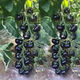 Black Pearl Cherry Tomato Seeds Four Seasons Balcony Potted Plants Easy to Grow Black Gem Tomato Fruit Type Vegetable Seeds Black Pearl Little Saint Tomato Seeds Original Pack About 106 + Song Fertilizer