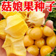 Huangguo seeds, lantern fruit seeds, outdoor field spring and summer easy-to-grow vegetable seeds, Huangguo seeds, 5 packs, about 500 capsules
