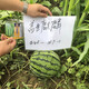 Zhongke Maohua Fruit Seeds Unparalleled Kirin Watermelon Seeds Anti-crack Jingxin 8424 Watermelon Seeds Thin Skin Red Flesh Unparalleled Kirin 10g/bag (about 160 pieces) Disassembled and packed