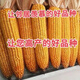New species Fengda Jingke 968 corn seed, high yield, drought resistant, short stem, disease resistant, big stick resistant to lodging, Academy of Agricultural Sciences variety, new species Shikoku Shenjingke 968 4000 grains, 5 bags