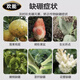 Huaneng granules boron trace element citrus fruit tree wheat vegetable base fertilizer granules slow-release boron fertilizer general fertilizer 1000g