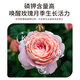 Manlife 50L Rose Nutrition Soil Free Fertilizer Medicine Imported Peat Soil Flower Soil Green Plant Flower Organic Planting Soil