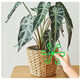 
Beautiful Monstera Support Fixer Anti-Lost Spring Feather Support Hydroponic Branches Flower Pot Flower Floor Anti-Split Climbing Frame 3 Sets Total 12 [Four Sizes]
