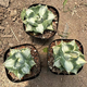Yingyu Huayuan Princesa Thor mancha blanca Pequeña planta en maceta de suculentas familiares de agave, las flores mutantes y las plantas son fáciles de cultivar, la princesa de la palma de flores verdes 7-8 cm