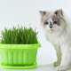 Shouhe Cat grass seed seedlings Soil cultivation Hydroponic cat snack seeds Weiyu Zhongshou cat grass (wheat grass) seed 1050g