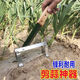 Yue Li's special scissors for cutting garlic. Garlic shearing machine for cutting garlic roots. New knife and garlic head artifact. Household manganese steel thickening tool. Thickening and sharpness - Garlic shearing artifact. 99% labor saving.