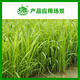 Guoguang 15% paclobutrazol rice seedling field growth control plant growth regulator pesticide 40g