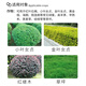 Guoguang Aixiu 30% Paclobutrazol Methionium Lawn Hedge Flower Leggy Chlormequat Plant Growth Regulator 200g