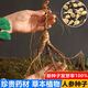 Changbai Mountain ginseng seeds, wild ginseng seeds, easy to grow Chinese medicinal materials in all seasons, easy to live indoor flower pots, ginseng seeds shipped without buds, big sale, 2 bags selected, about 104 capsules