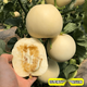 Lazy White Sand Honey Melon Seed Lazy Melon Seeds are simple, crispy, sweet and delicious spring fruit seeds Lazy Cantaloupe Seeds - Selected 100 capsules
