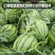 Fengming Yashi Rock Sugar Kirin Watermelon Seeds Red Flesh Watermelon Four Seasons Spring Sweet Watermelon Early Good 8424 Watermelon Seeds 100 capsules