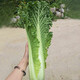Shouhe Tianjin green hemp leaf cabbage seeds winter storage vegetable seeds field planting high pile long summer and autumn green cabbage mussels Qisong Tianjin green hemp leaf cabbage seeds 10gx2 bags