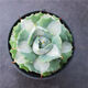 Serie de nieve familiar de Agave, brocado de corona auspicioso cinco colores y otras plantas suculentas Garden Plants Maikele Long lei 10cm