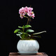 Xingtang Keramikpalette Celadon Sukkulente Phalaenopsis Spezialblüte mit Paletten großer Keramik einfacher Spinnen Pflanze Grüne Pflanze Orchideen Rosa Grün 719+Palette 864 groß