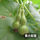 Fengming Yashi Xiaoya gourd seeds treasure gourd climbing vines ornamental vegetables melon and fruit seeds gold-inch small gourd seeds 20 capsules