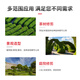 WanZHONG Japanese WanZHONG Hedge Trimmer Gasoline Greening Tea Pruning Machine Garden Tool Pruning and Cutting Fence HT753S Professional Single-sided Hedge Trimmer