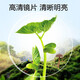 蒙卡洛 高清防蓝光老花镜男 中老年人老花眼镜高档钛合金 十大品牌排行 防蓝光老花200度-898气质黑银