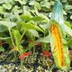Dayu Boyang No. 9 melon seed seedlings collection, honeydew melon, eight-mile crispy melon seed old variety, grafted croissant honey melon seedlings, 10 seedlings