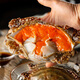 Encounter Fresh Zhoushan Red Paste Choking Crab Seafood Raw Pickled Swimming Crab Drunken Crab Net Content 4-6 Liang/Crab Straight from the Source