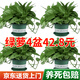Shuangmeng green radish potted formaldehyde-removing flowers and green plants office new house air purification 180 trays 4 pots straight from the source