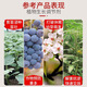 Natural brassinolide, genuine high-efficiency plant growth regulator, growth-promoting, fast-growing, disease-resistant and drug-damaged foliar fertilizer 10kg