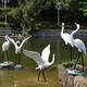Hongri Guanghui fiberglass simulated crane sculpture outdoor garden forest landscape pool rockery landscaping decoration red-crested egret ornaments style 1 (0.65 meters high)